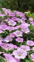花色冴えるペチュニア