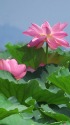 琵琶湖のハスの花