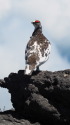 継子岳の雄雷鳥