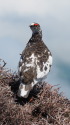 継子岳の雄雷鳥2