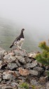 雷鳥坂の雄雷鳥