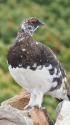 雷鳥坂の雄雷鳥3