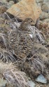 小蓮華山の雌雷鳥