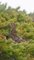 小蓮華山の雌雷鳥2