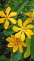 希少種の黄花クチナシ