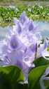 咲き出したホテイアオイ