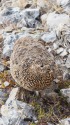 小蓮華山の雌雷鳥3