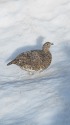 三国境の雌雷鳥