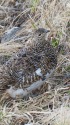 白馬岳の雌雷鳥