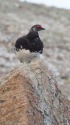 白馬山荘の雄雷鳥
