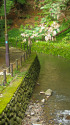 渓流と緑の遊歩道