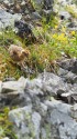 三国境のチビ雷鳥
