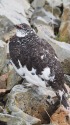 仙丈ヶ岳の雄雷鳥