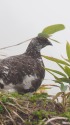 弓折岳の雄雷鳥