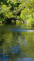 向島百花園・水辺の風景