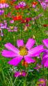 コスモス