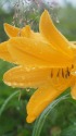 雨に濡れるニッコウキスゲ