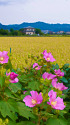 芙蓉と田園風景