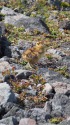継子岳のチビ雷鳥