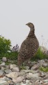 三国境のママ雷鳥