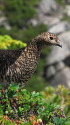 前常念岳の雌雷鳥