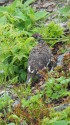 小蓮華山の雄雷鳥