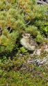 三国境のチビ雷鳥