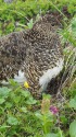 ひなを抱くママ雷鳥