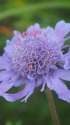 紫の花