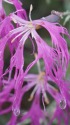 お化け花