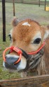 高原の子牛
