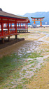 厳島神社から大鳥居