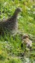 ママとチビ