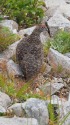 小蓮華山の雄雷鳥