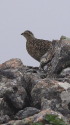 大仙丈ヶ岳のチビ雷鳥