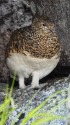 前常念岳の雌雷鳥