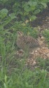 八方池のチビ雷鳥