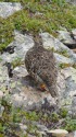 大仙丈ヶ岳のママ雷鳥