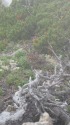 大仙丈ヶ岳のチビ雷鳥