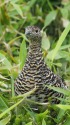 弓折岳のママ雷鳥