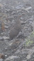 槍ヶ岳の雄雷鳥