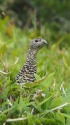 弓折岳のママ雷鳥