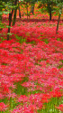 巾着田の彼岸花
