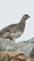 小蓮華山のママ雷鳥