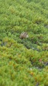 小蓮華山のチビ雷鳥