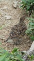 弓折岳のチビ雷鳥