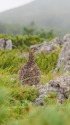 白馬乗鞍岳のママ雷鳥