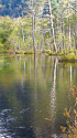 上高地・岳沢湿原
