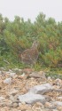小蓮華山のチビ雷鳥