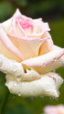 雨上がりの薔薇・初恋